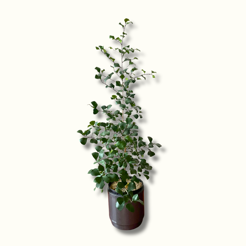 Ficus triangularis