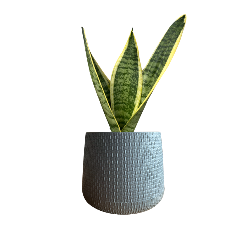 SANSEVIERIA TRIFASCIATA EN MACETA