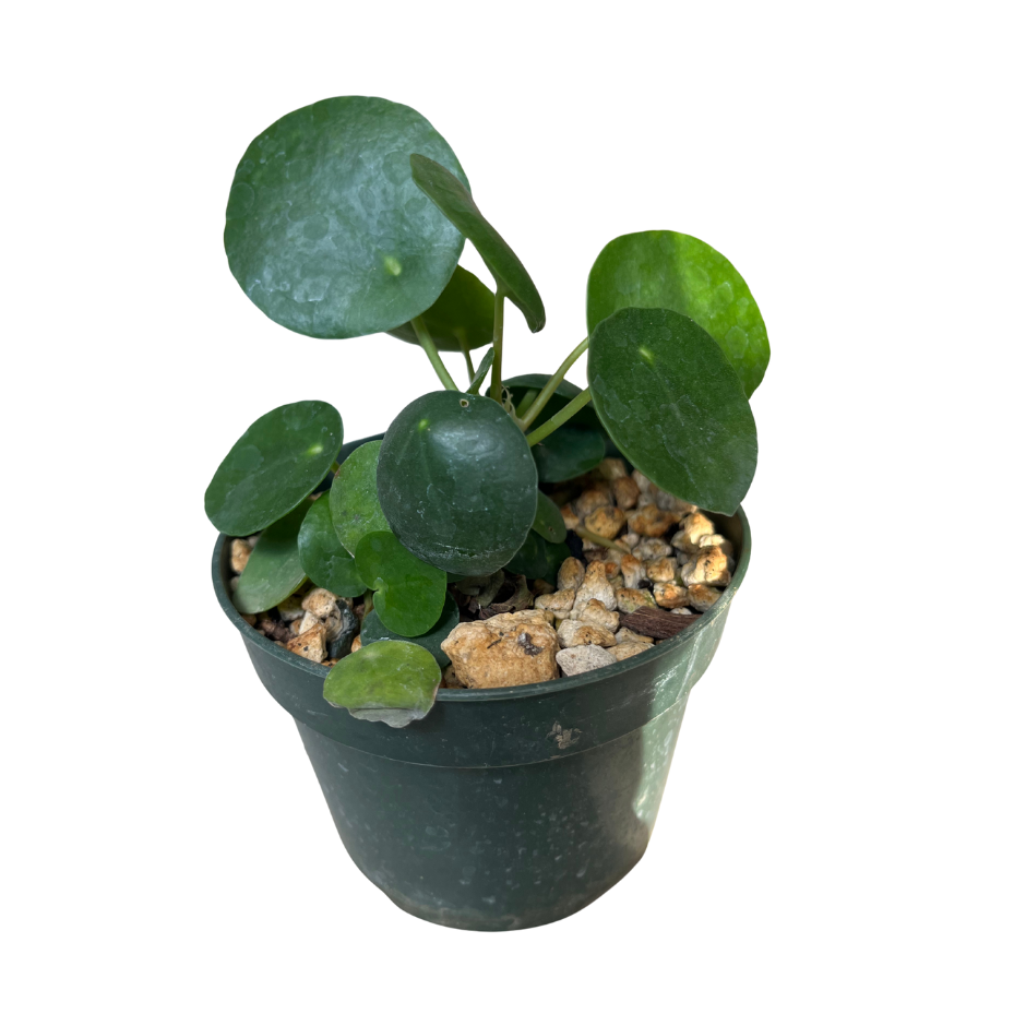 Pilea peperomioides