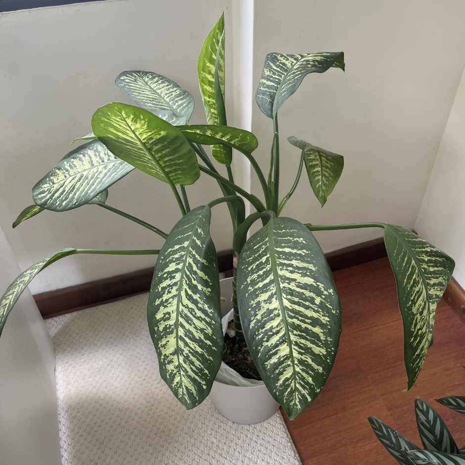 Dieffenbachia seguine