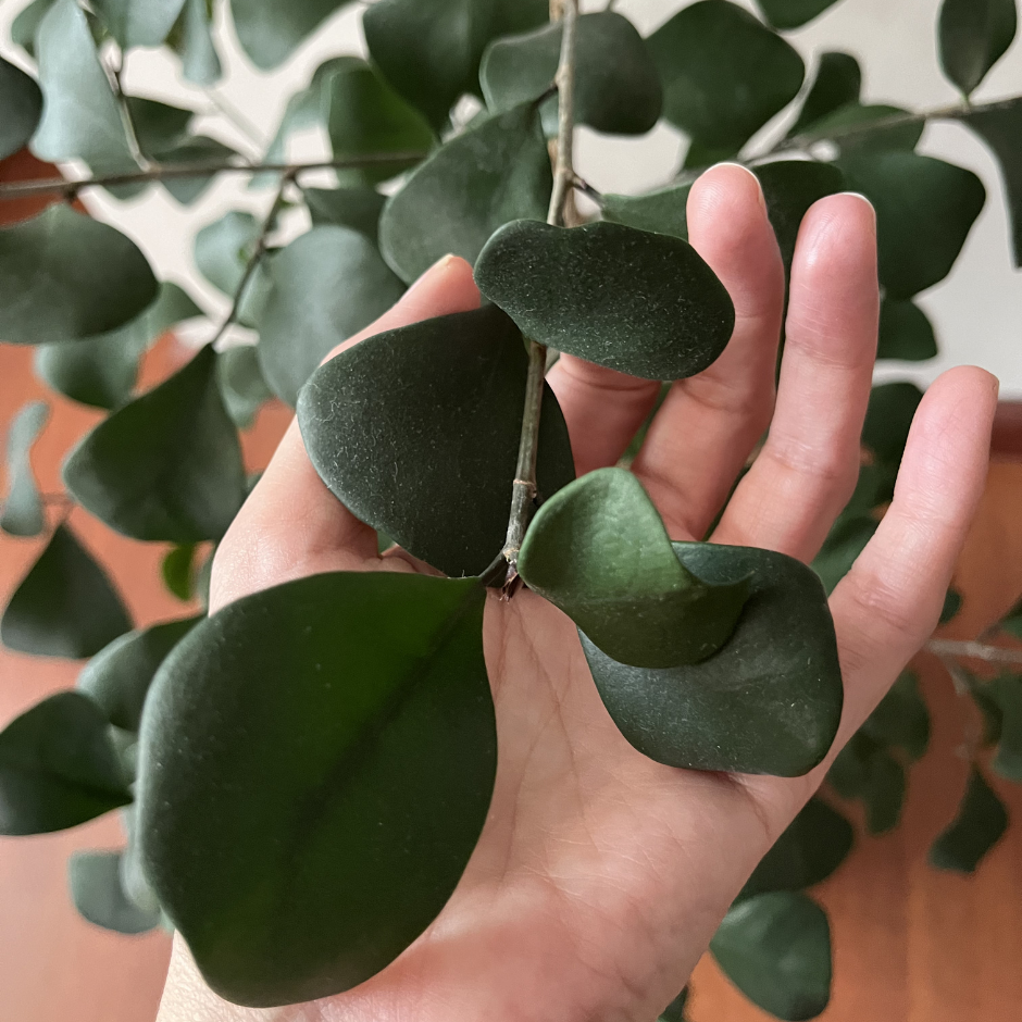 Ficus triangularis