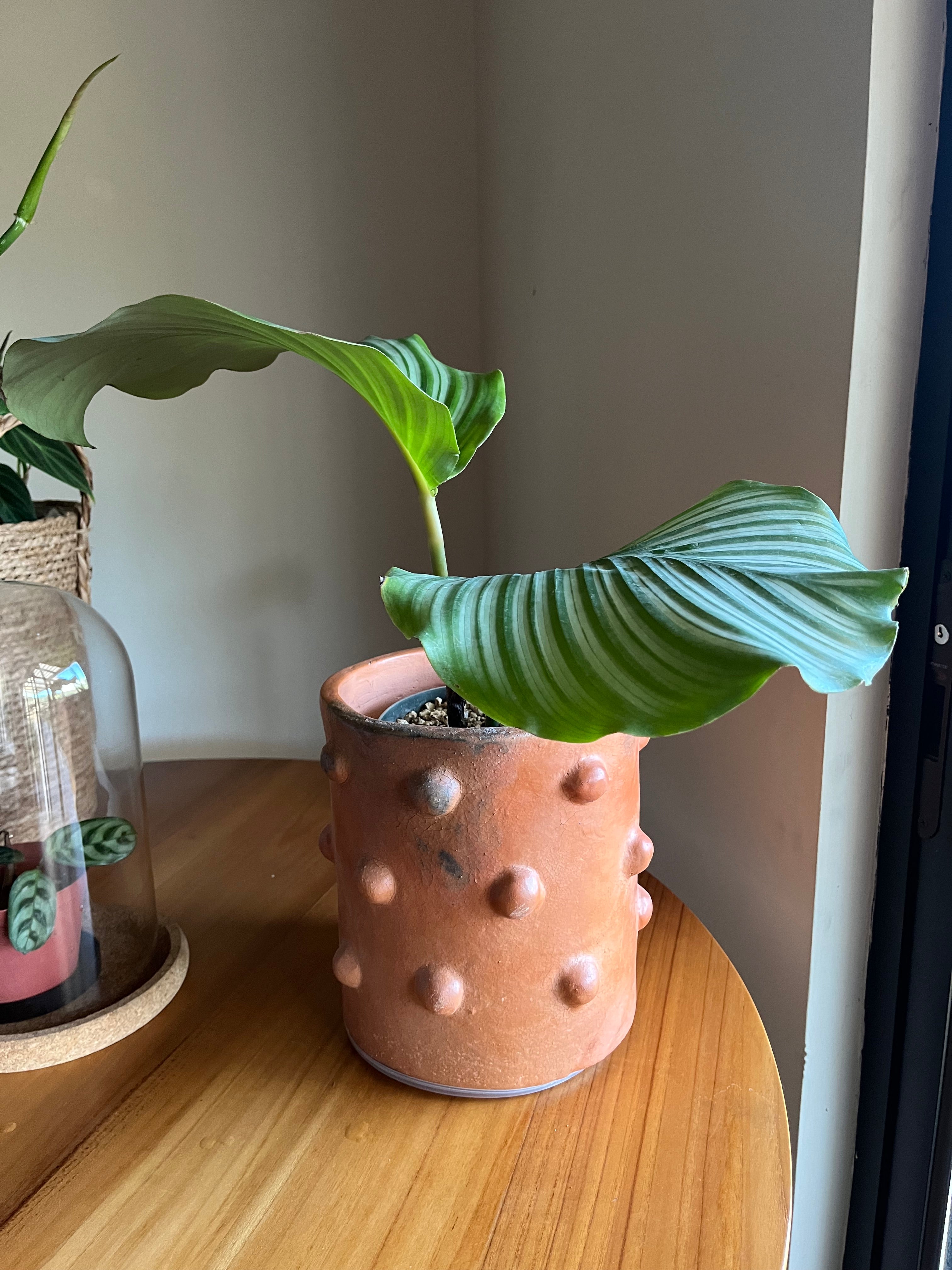 Calathea orbifolia