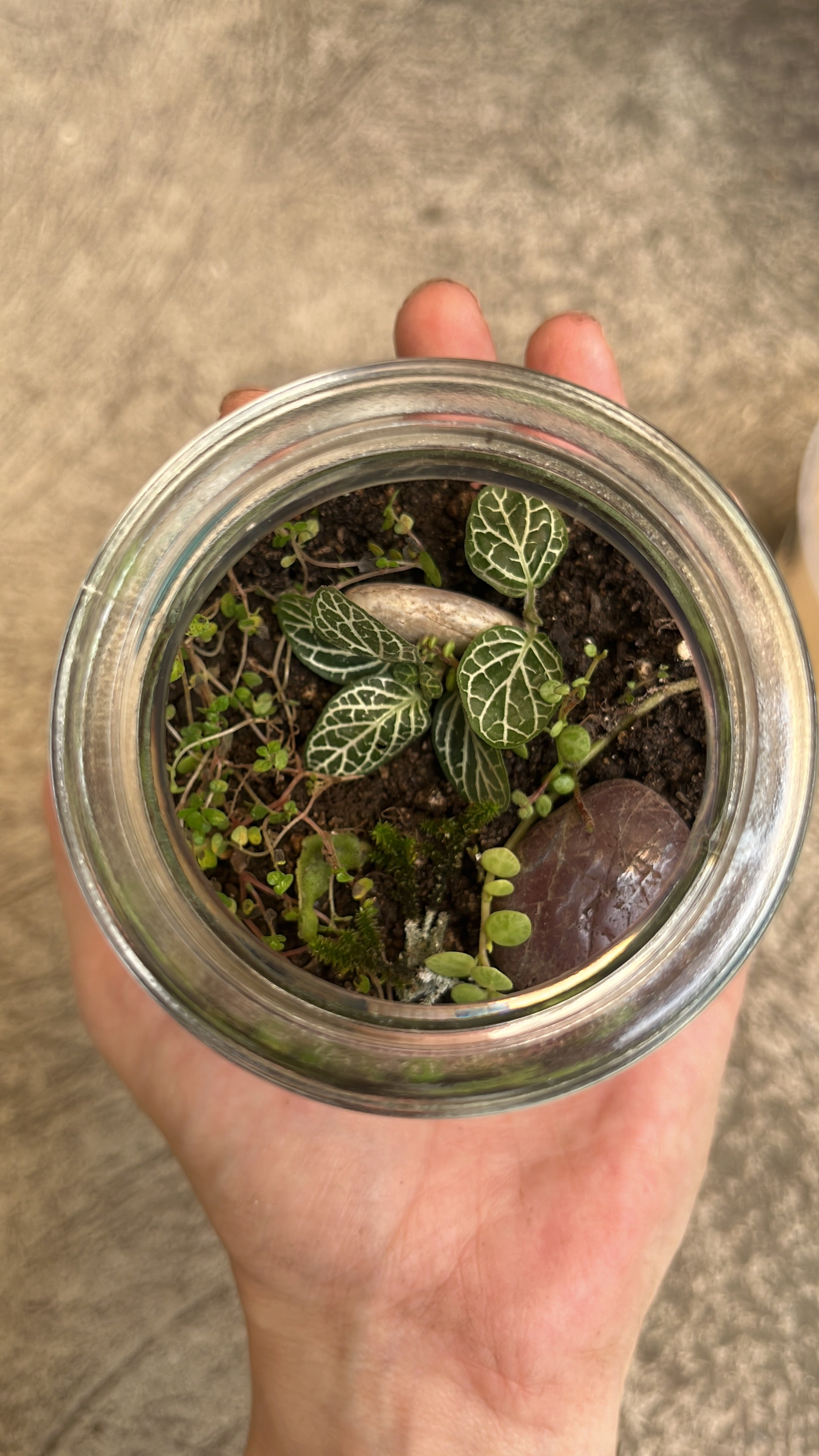 FRASCO VIDRIO  PARA TERRARIO 300 ml