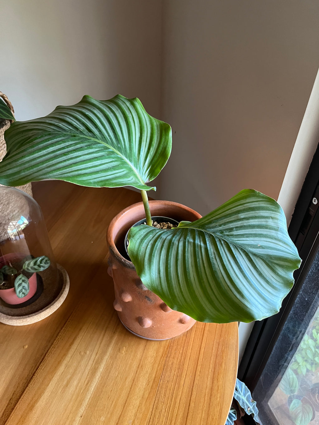 Calathea orbifolia