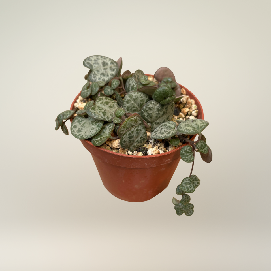 Ceropegia chain of hearts