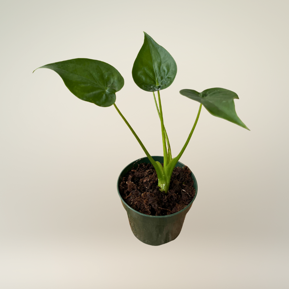 Alocasia cucullata corazón