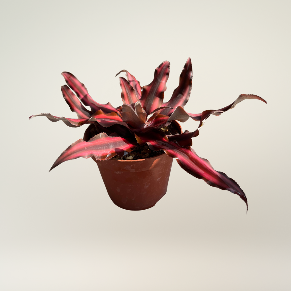Crypanthus red star