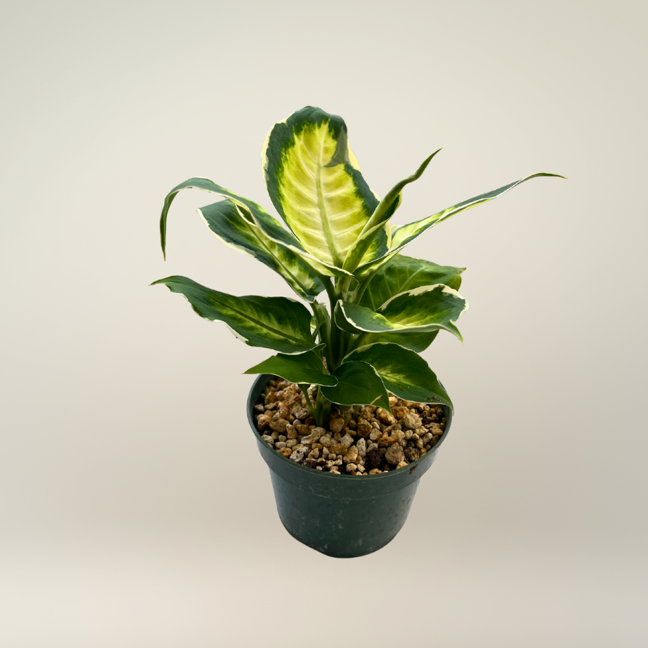 Dieffenbachia Camille