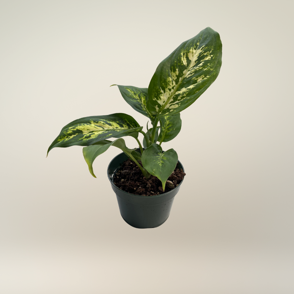 Dieffenbachia Compacta