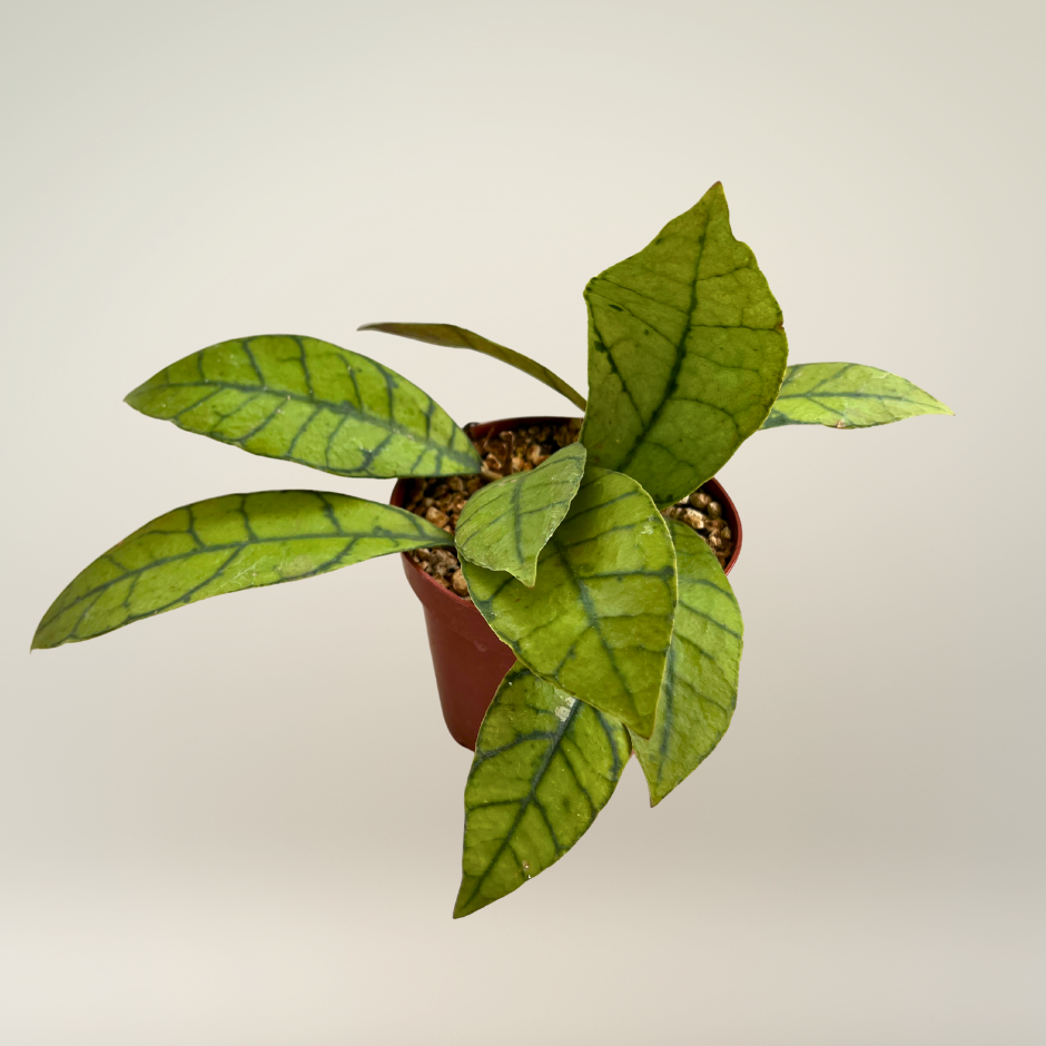 Hoya callistophyla