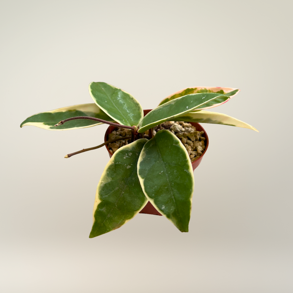 Hoya Krimson Queen