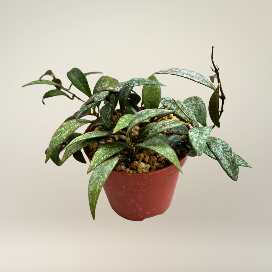 Hoya sigilatis