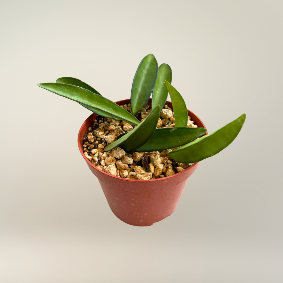 Hoya wayetii