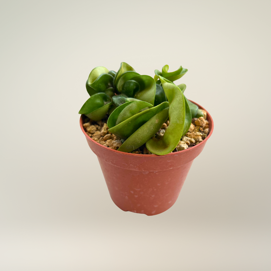 Hoya carnosa compacta