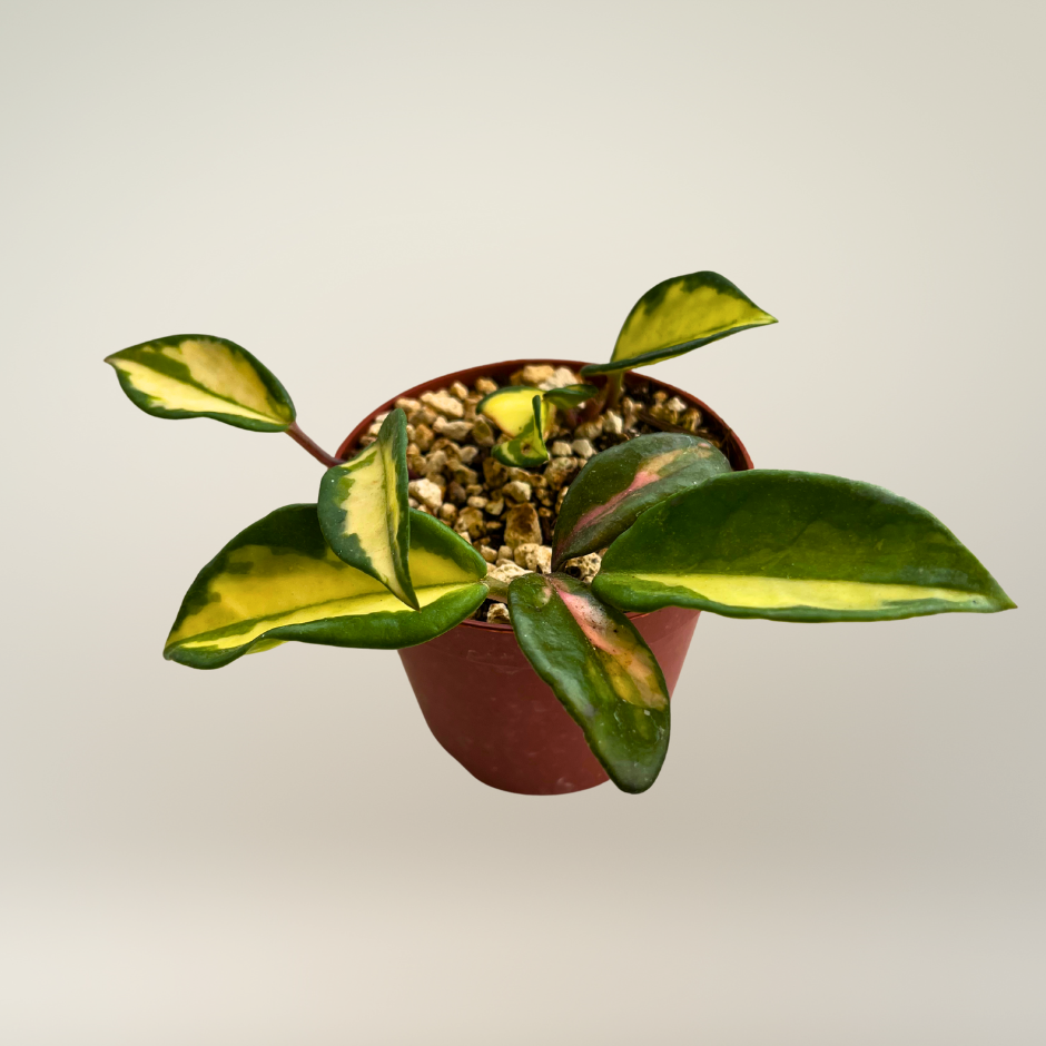 Hoya carnosa tricolor