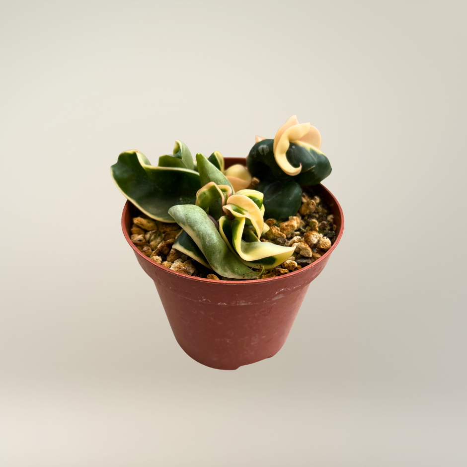 Hoya carnosa compacta variegata