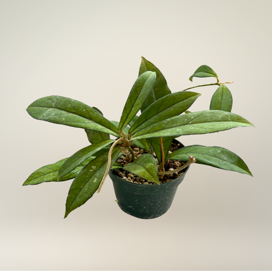 Hoya crassipetiolata