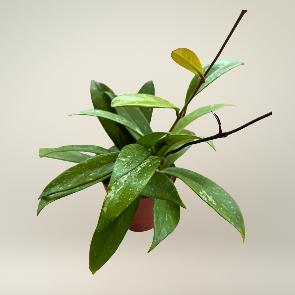 Hoya pubicalyx