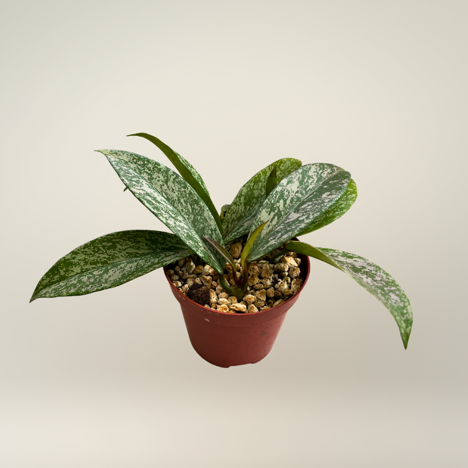 Hoya pubicalyx Silver spot