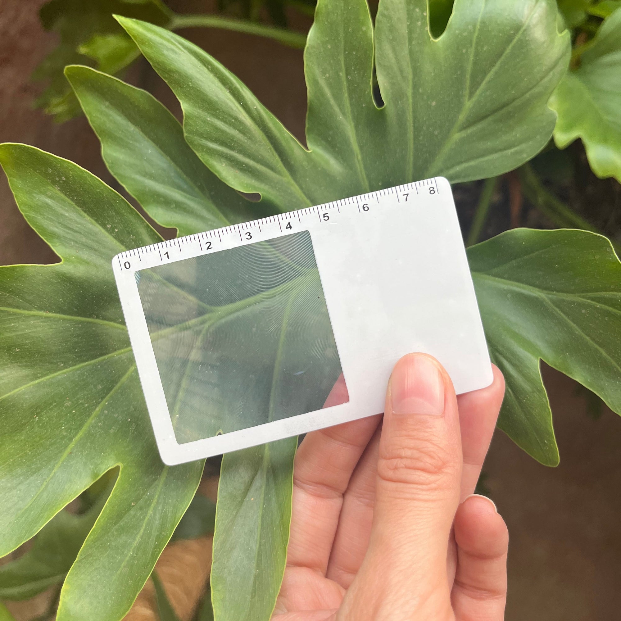 LUPA CARD