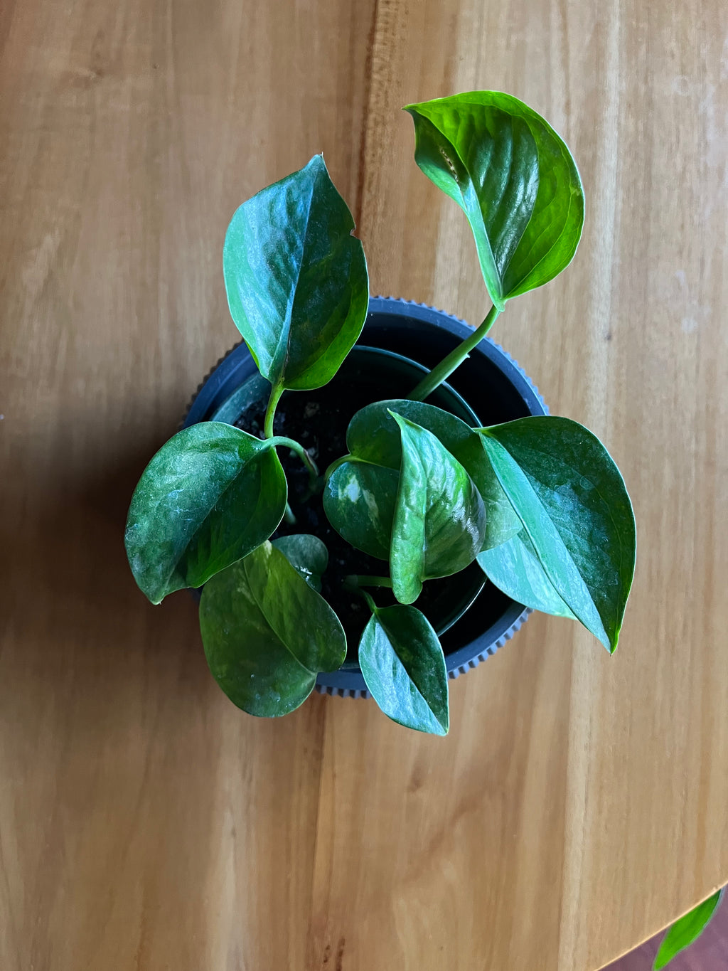 Pothos jade