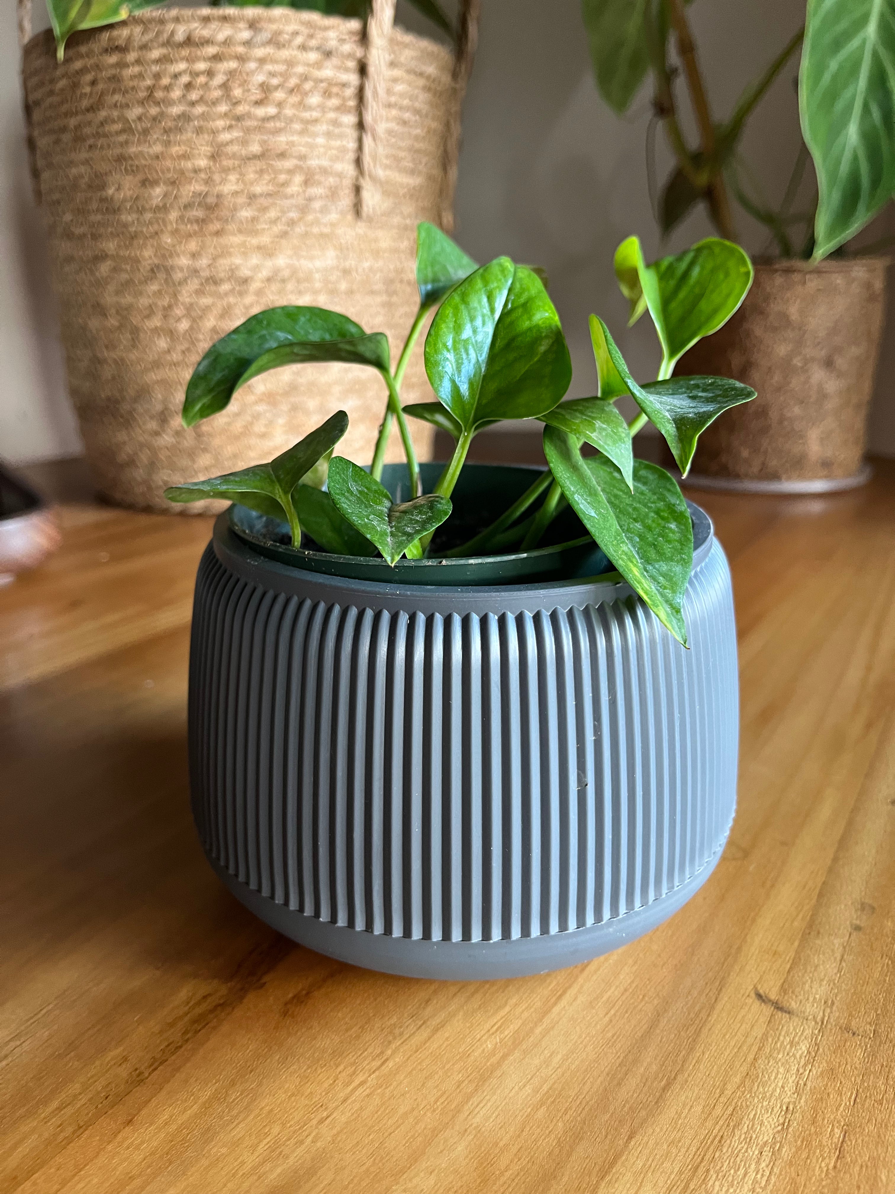 Pothos jade
