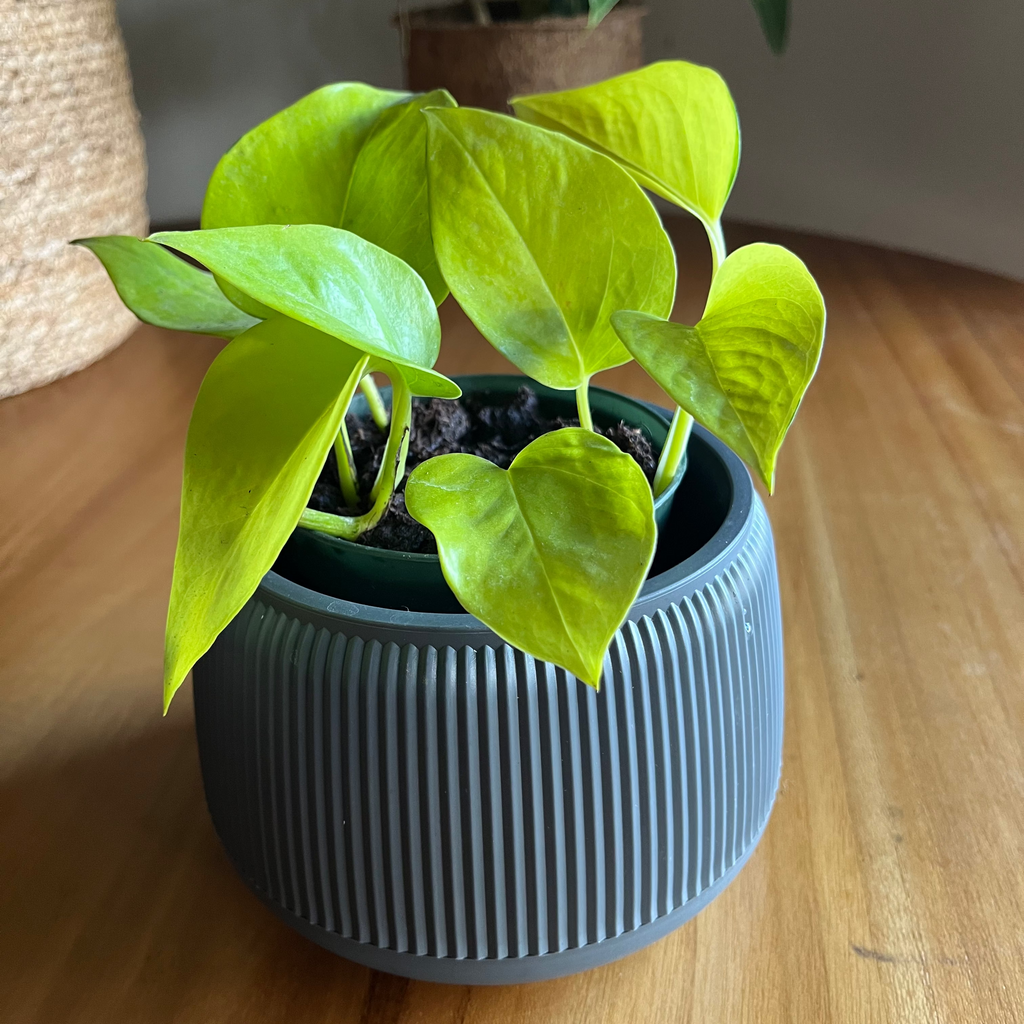 Pothos Neon