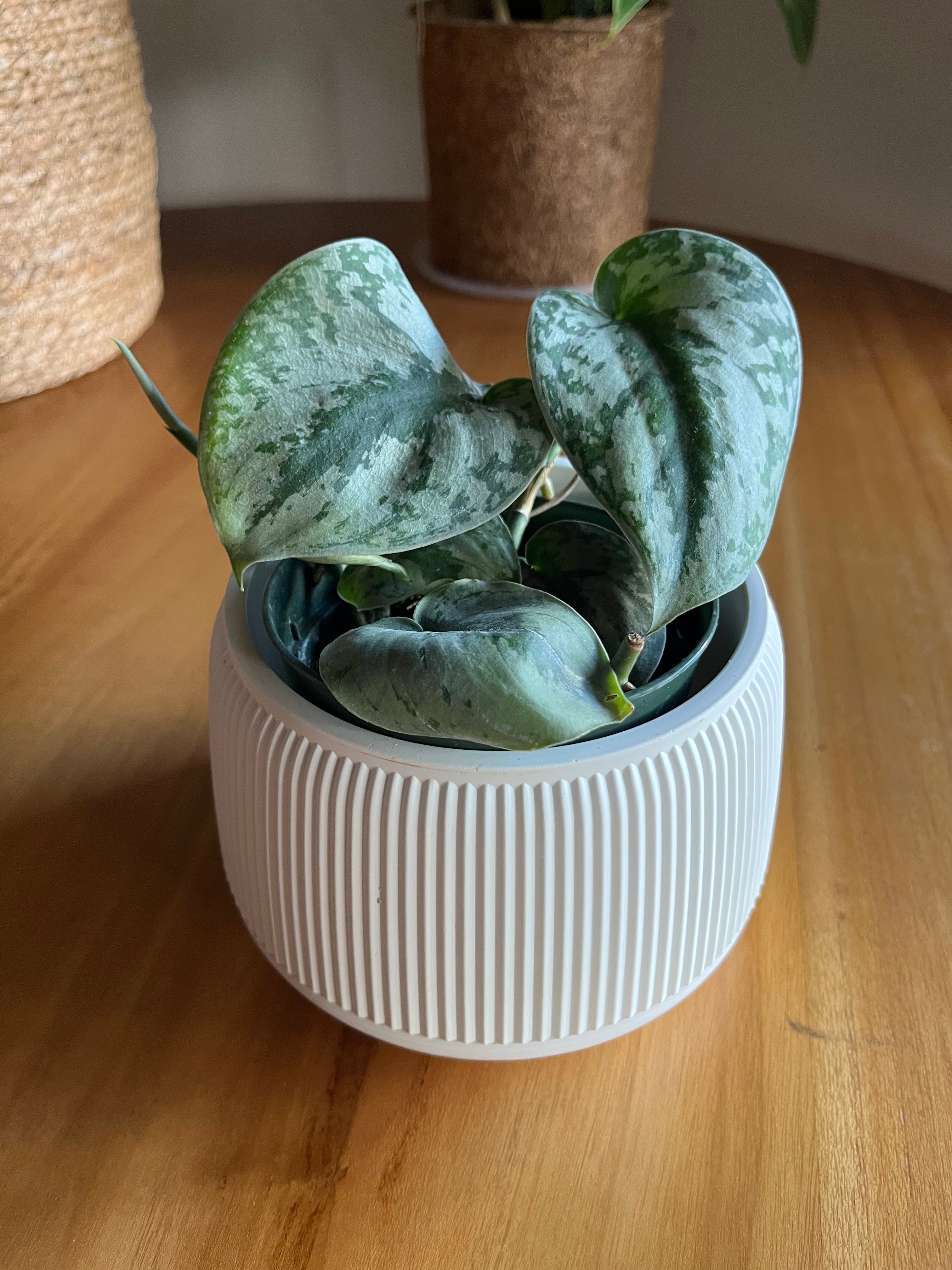 Scindapsus pictus Exotica