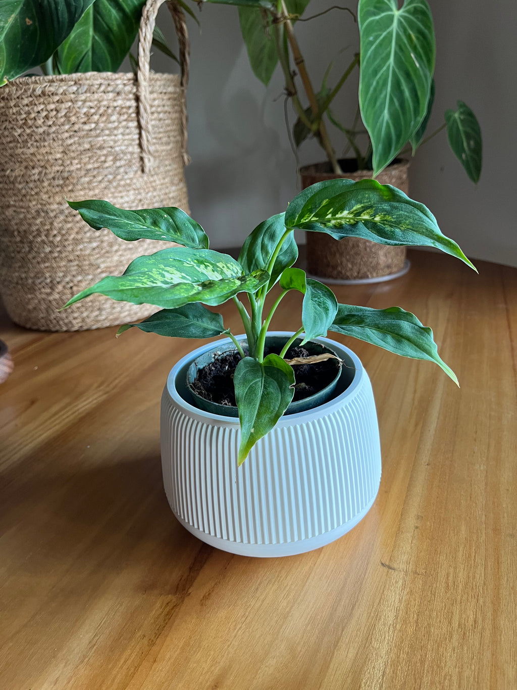 Dieffenbachia Compacta