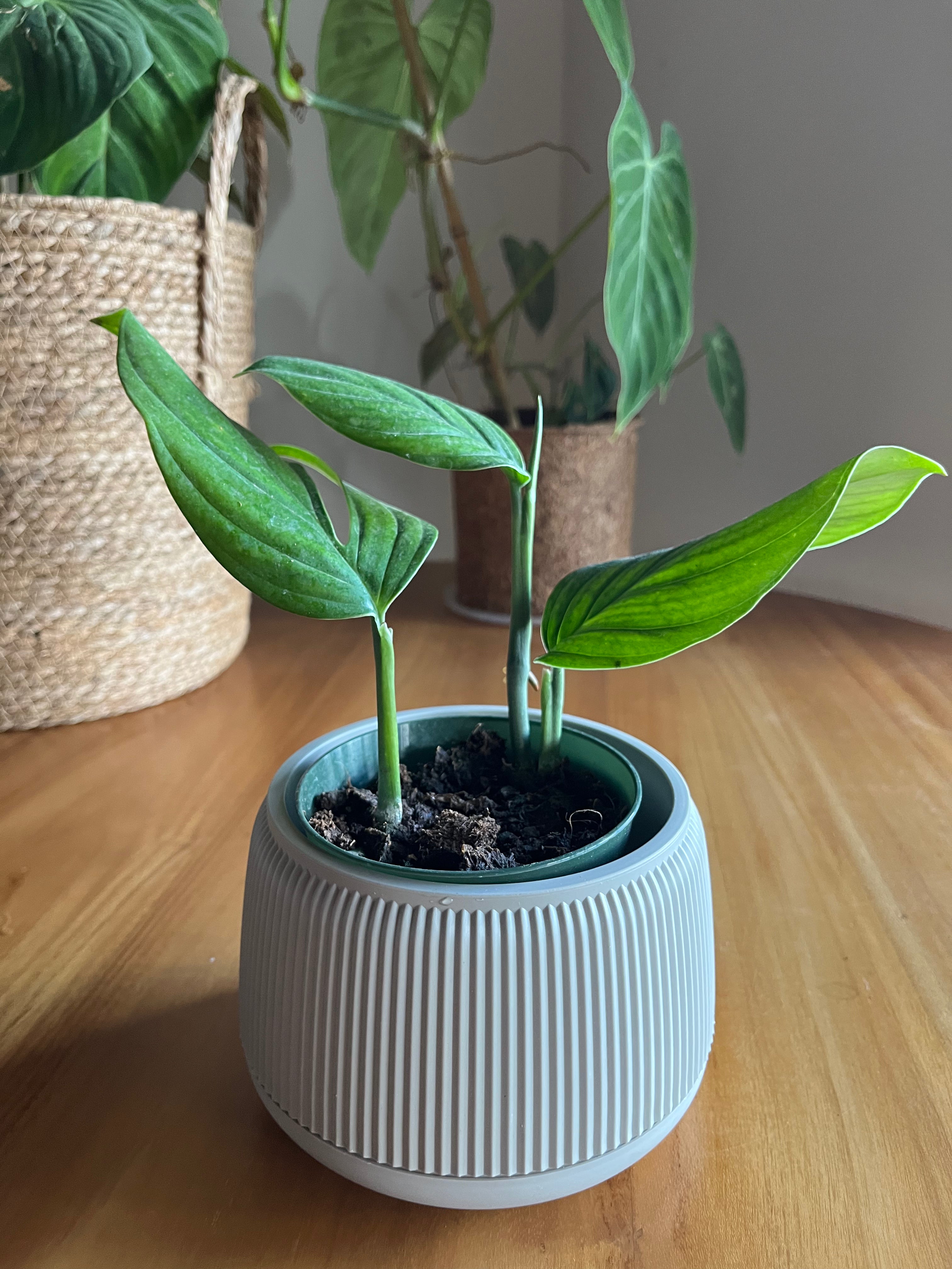 Monstera pinnatipartita