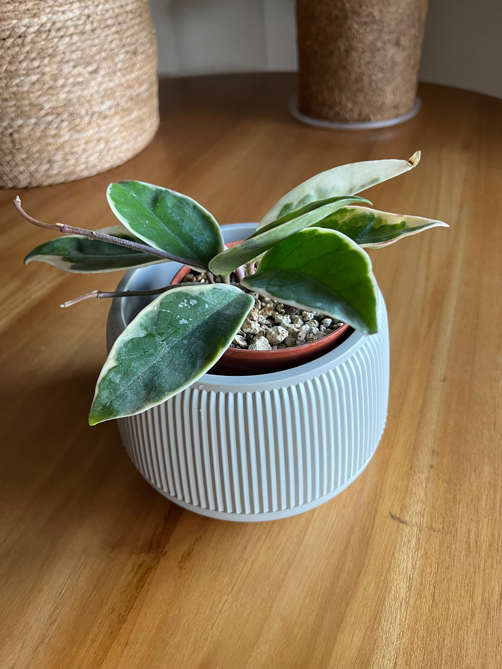 Hoya Krimson Queen