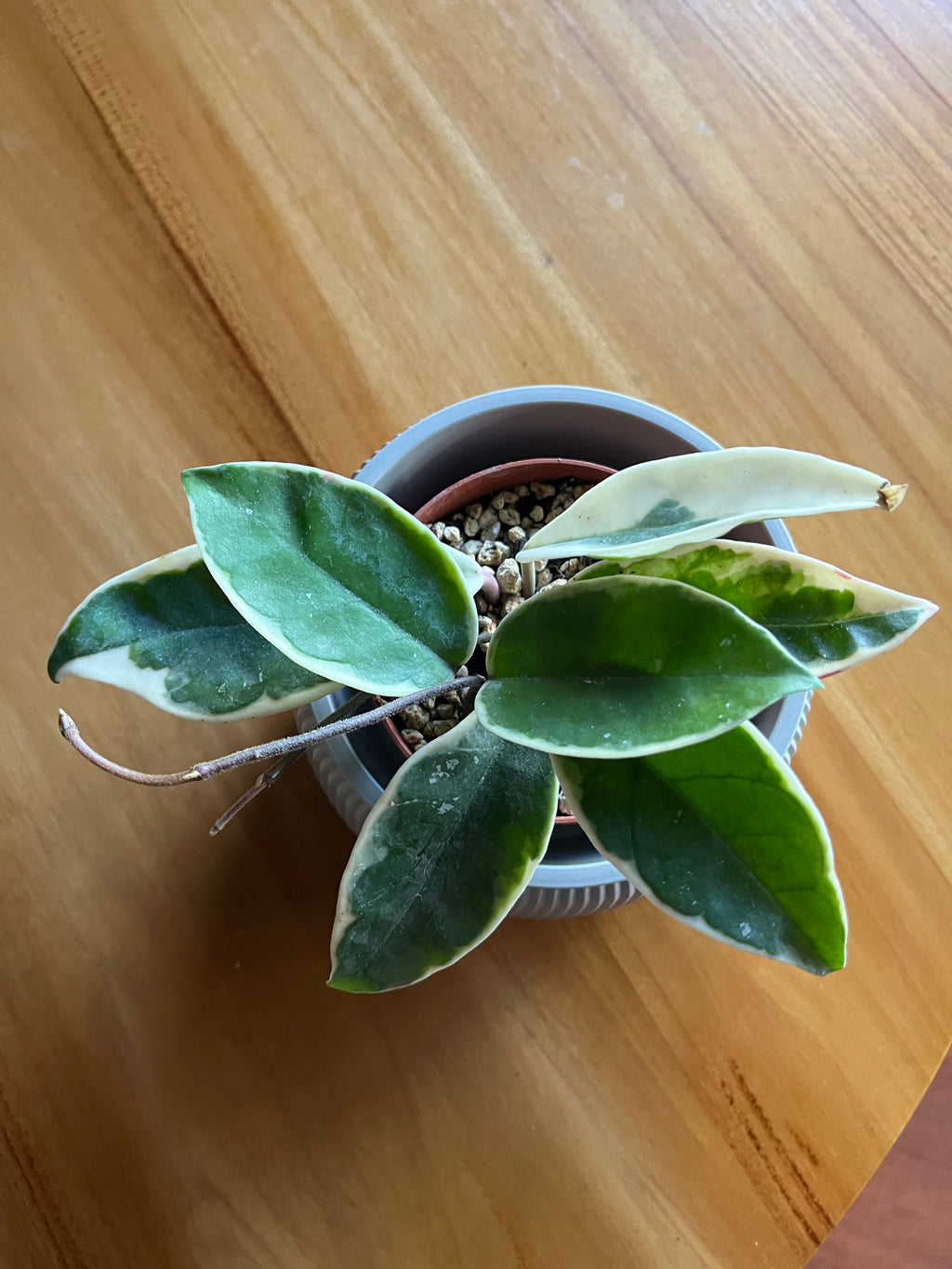 Hoya Krimson Queen