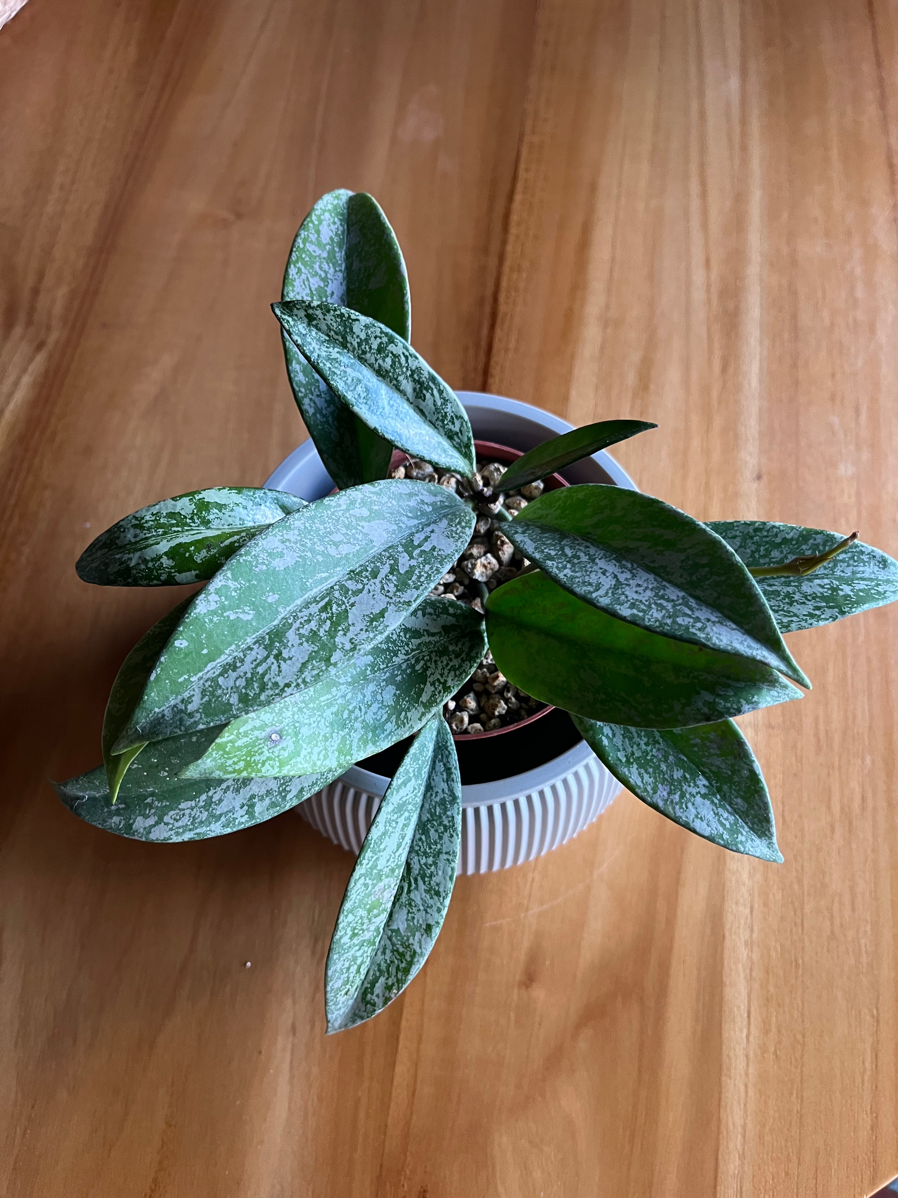 Hoya pubicalyx Silver spot