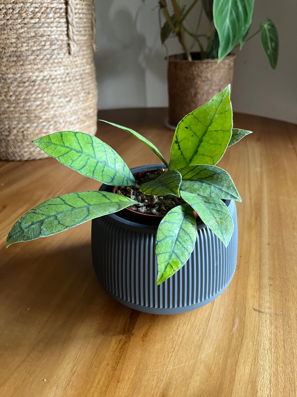 Hoya callistophyla