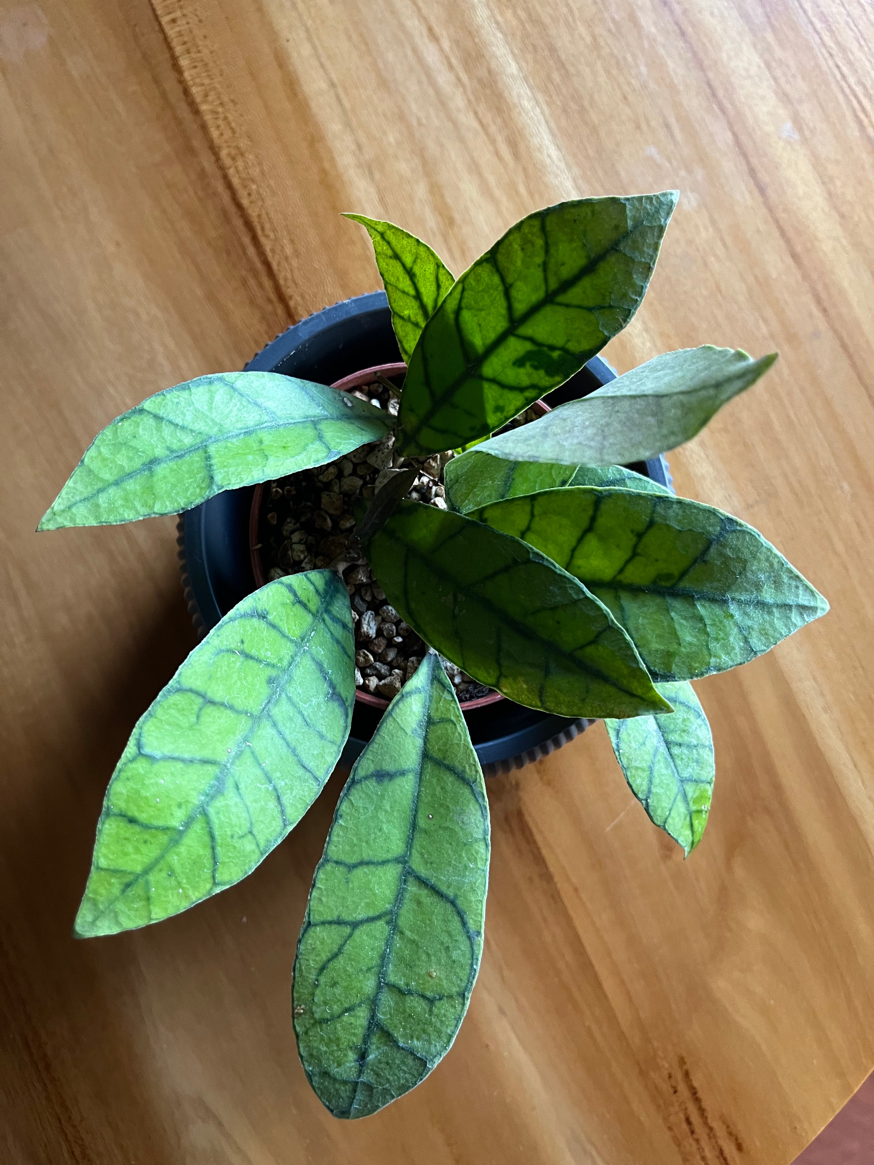 Hoya callistophyla