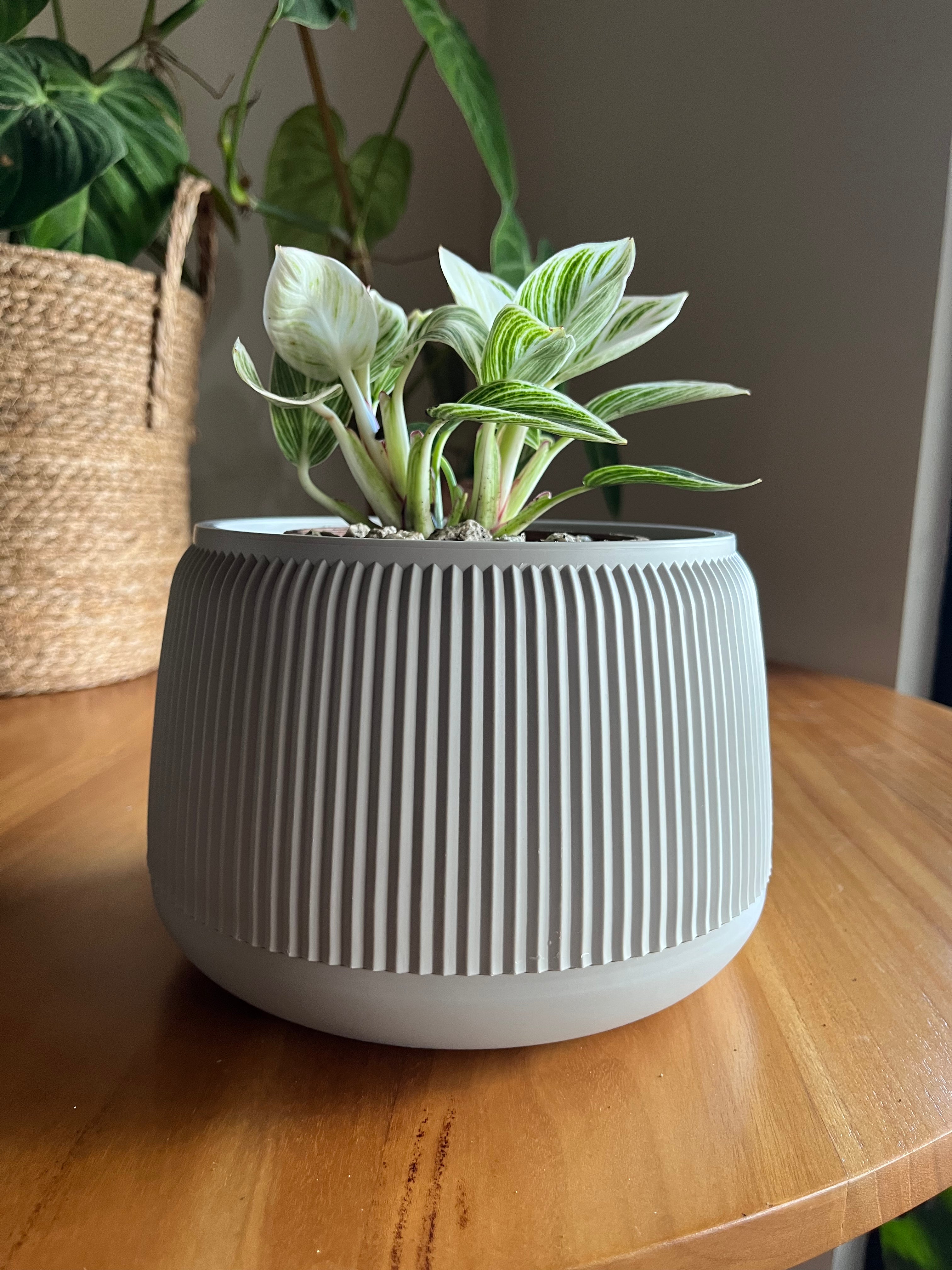 Philodendron Birkin variegado