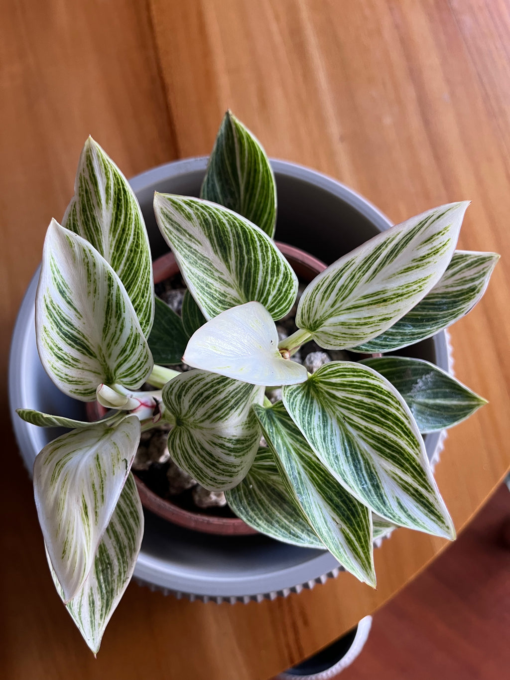 Philodendron Birkin variegado