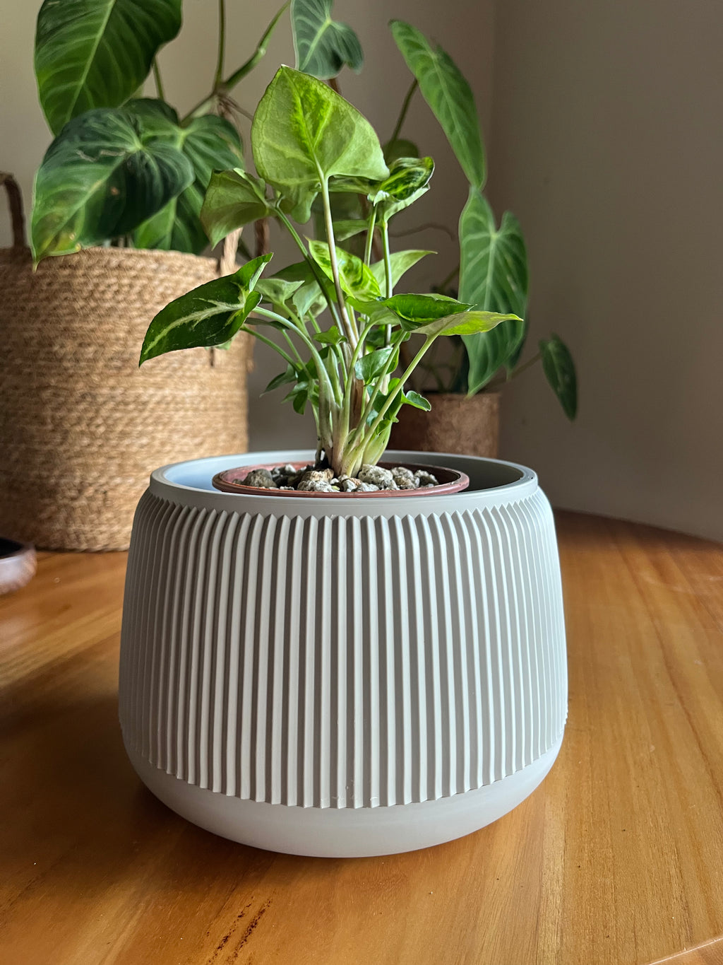 Singonio Pixie