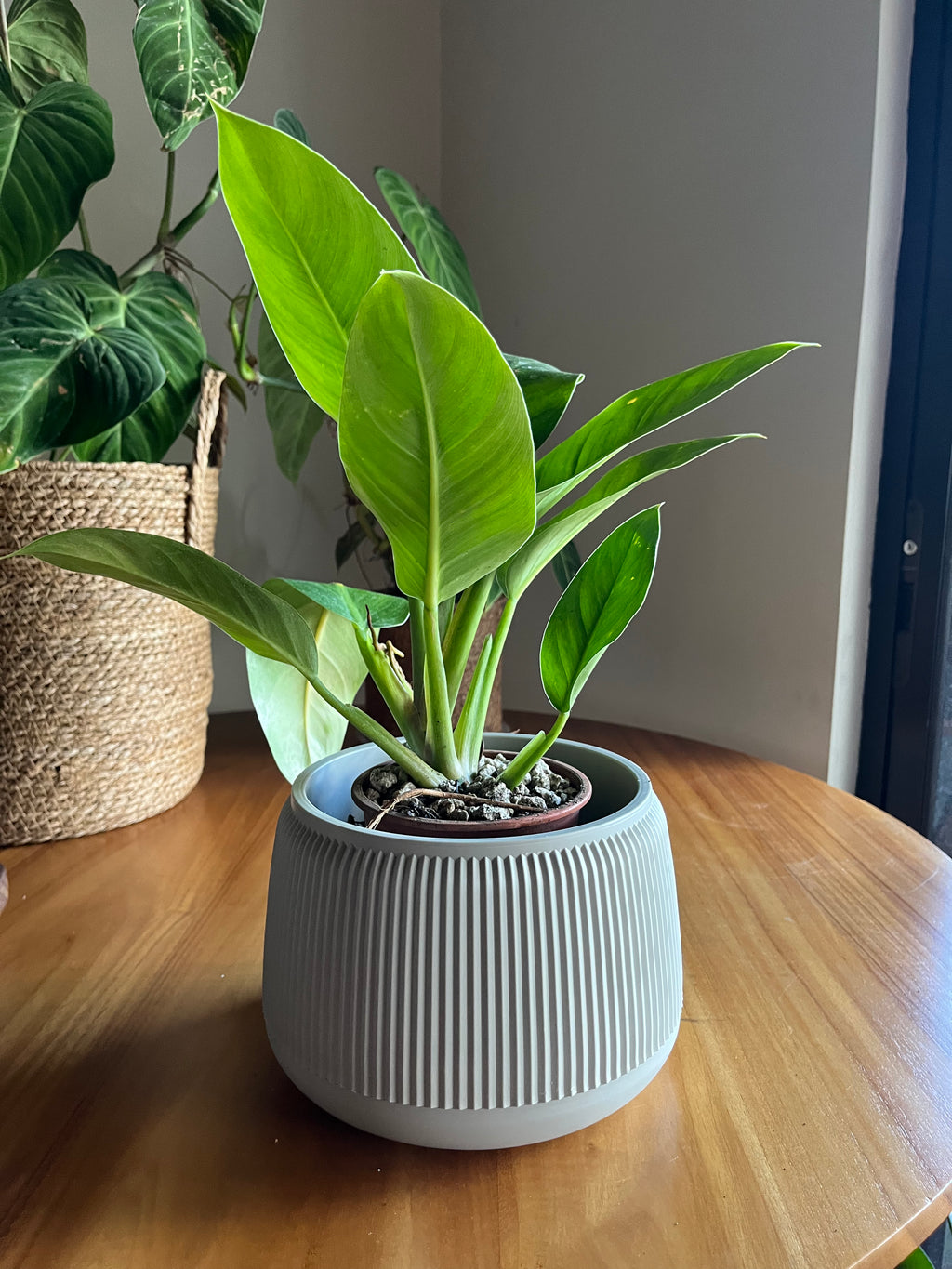 Philodendron Imperial Green