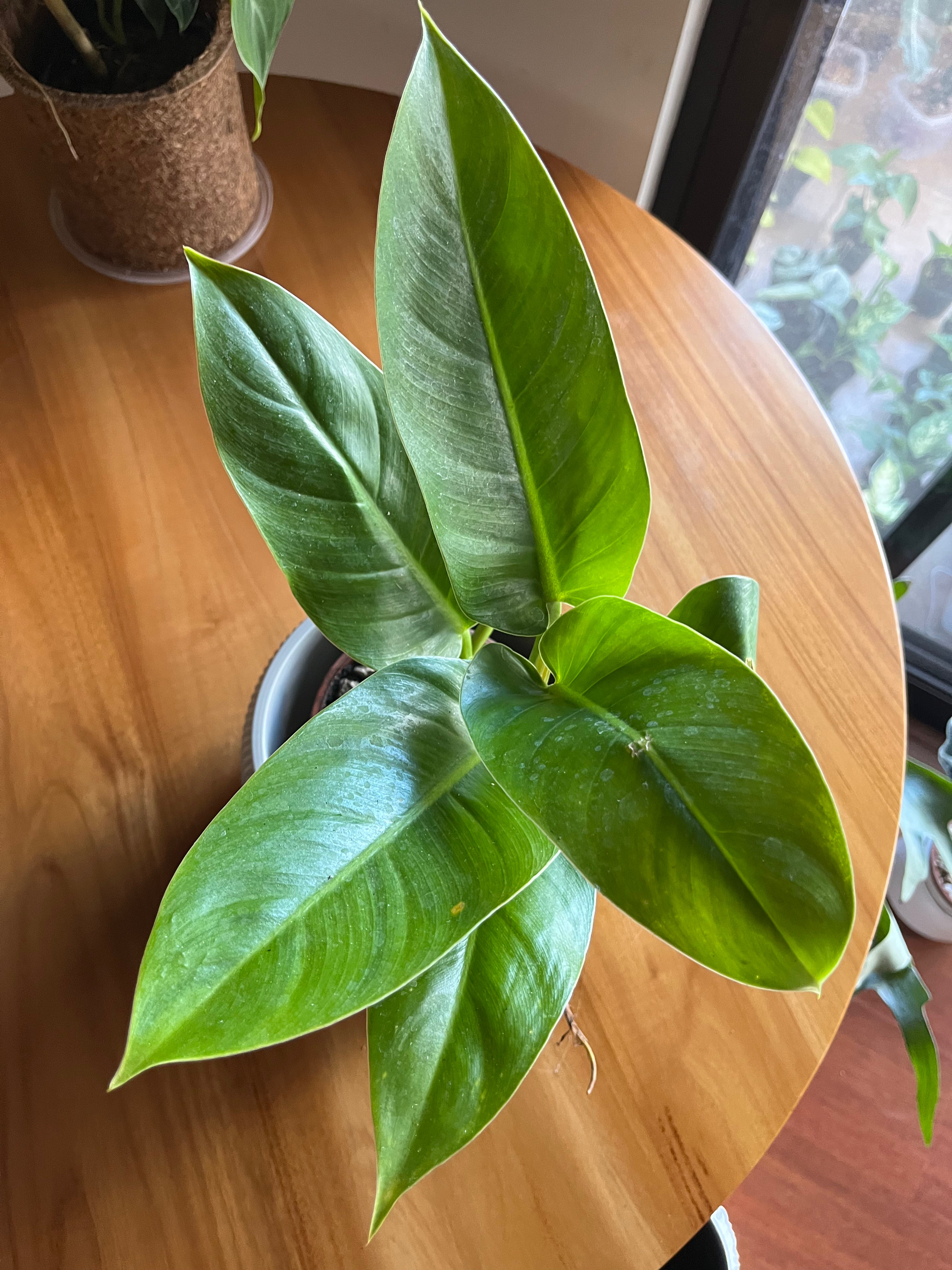 Philodendron Imperial Green