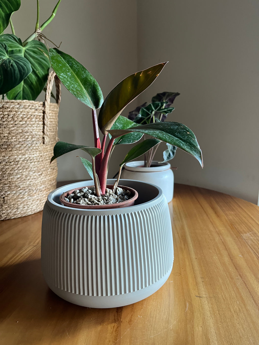 Philodendron Imperial Red