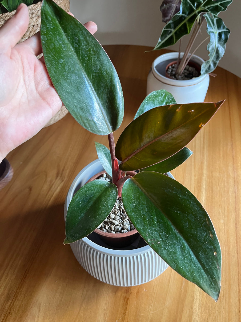 Philodendron Imperial Red