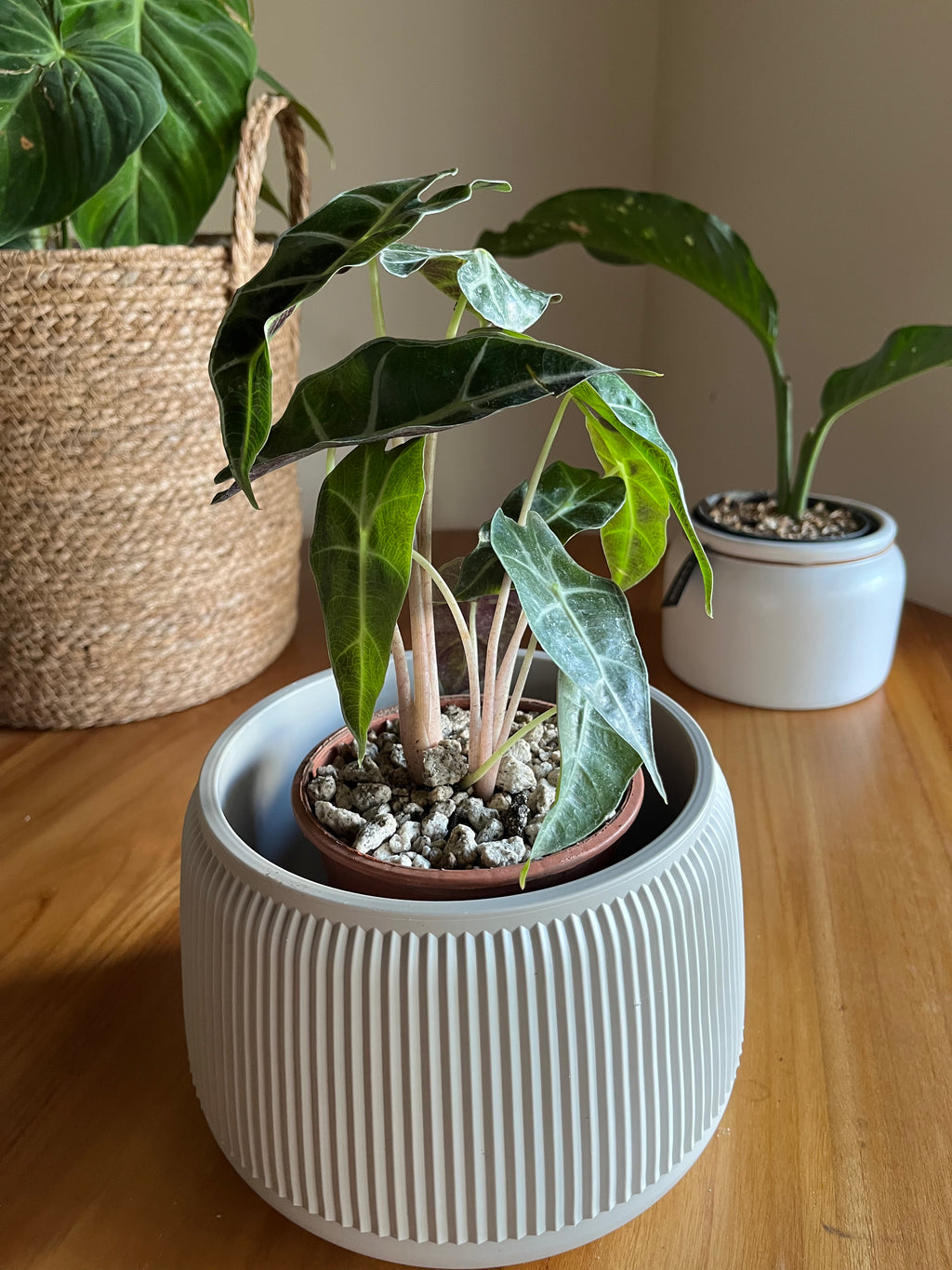 Alocasia Amazonica