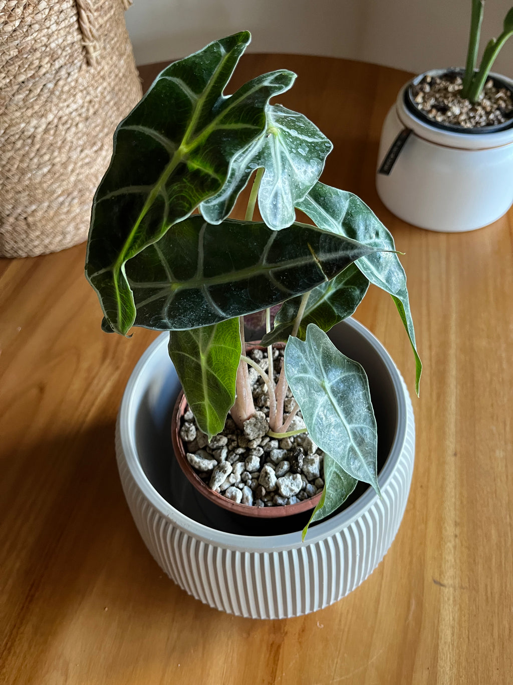 Alocasia Amazonica