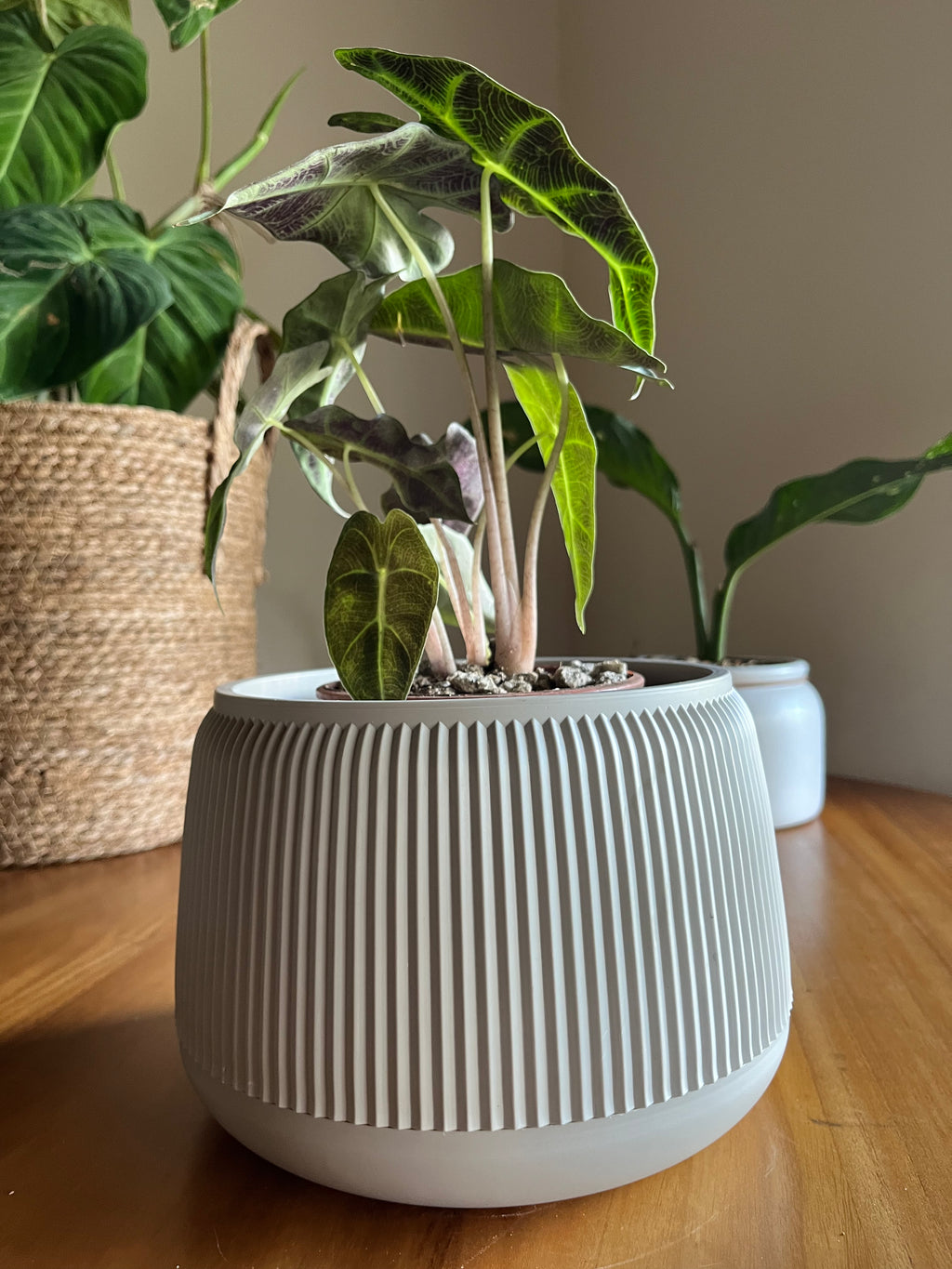 Alocasia Amazonica