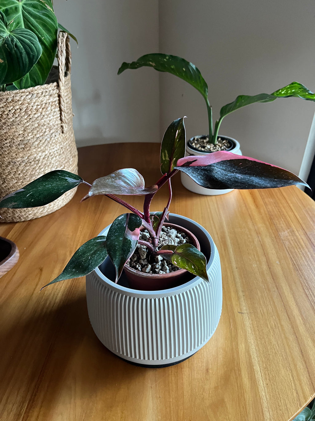 Philodendron Pink Princess