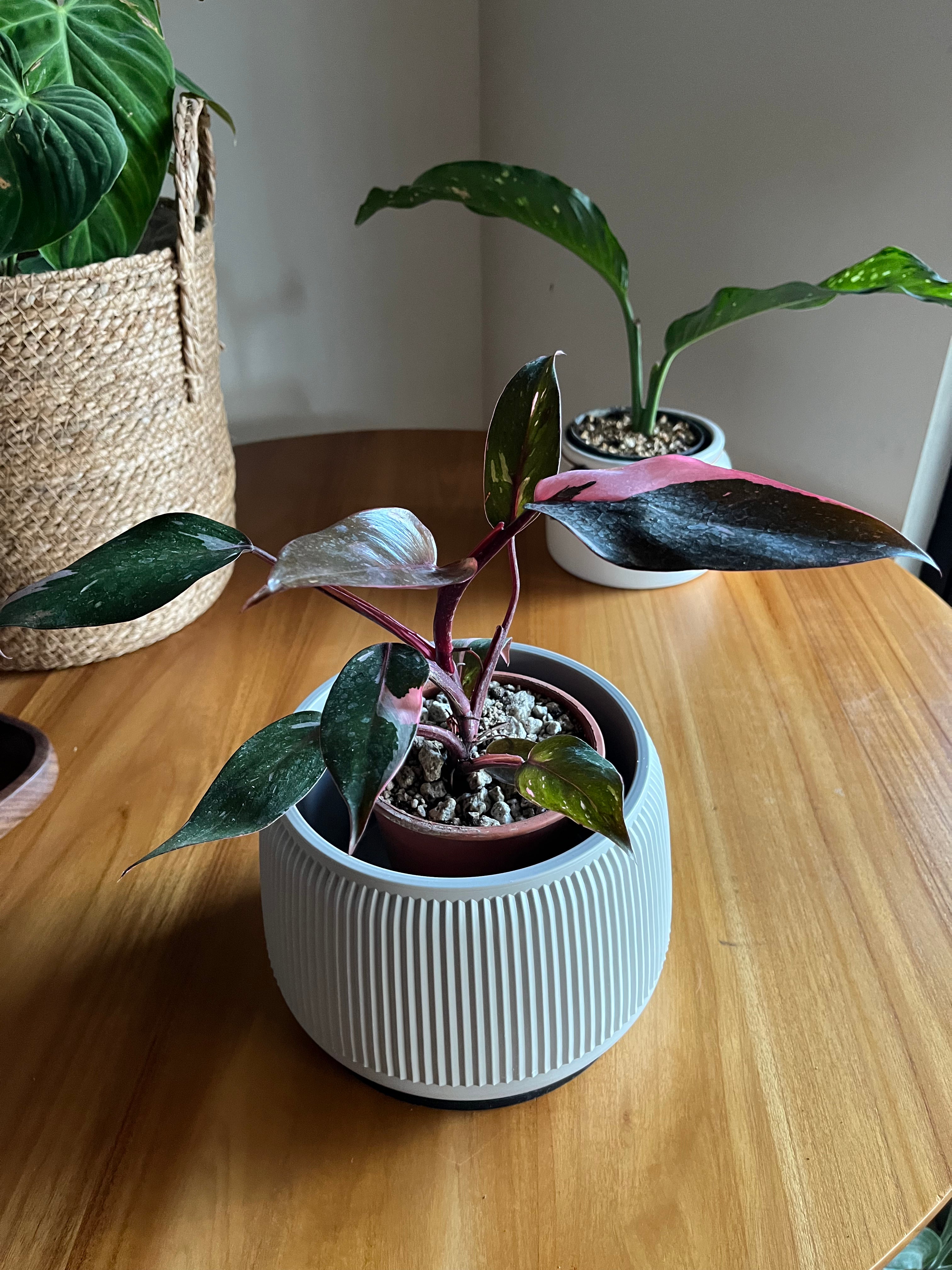 Philodendron Pink Princess