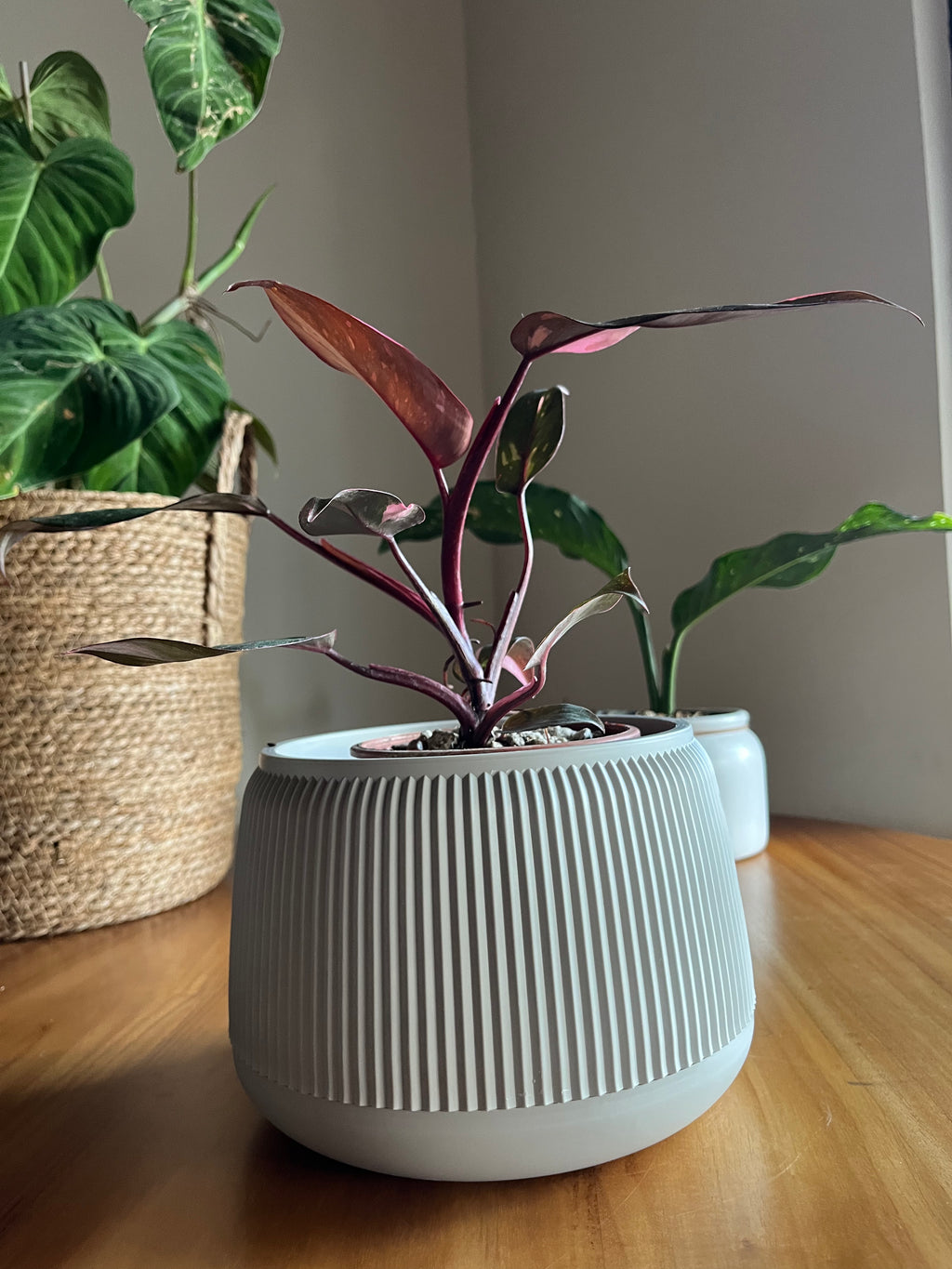 Philodendron Pink Princess