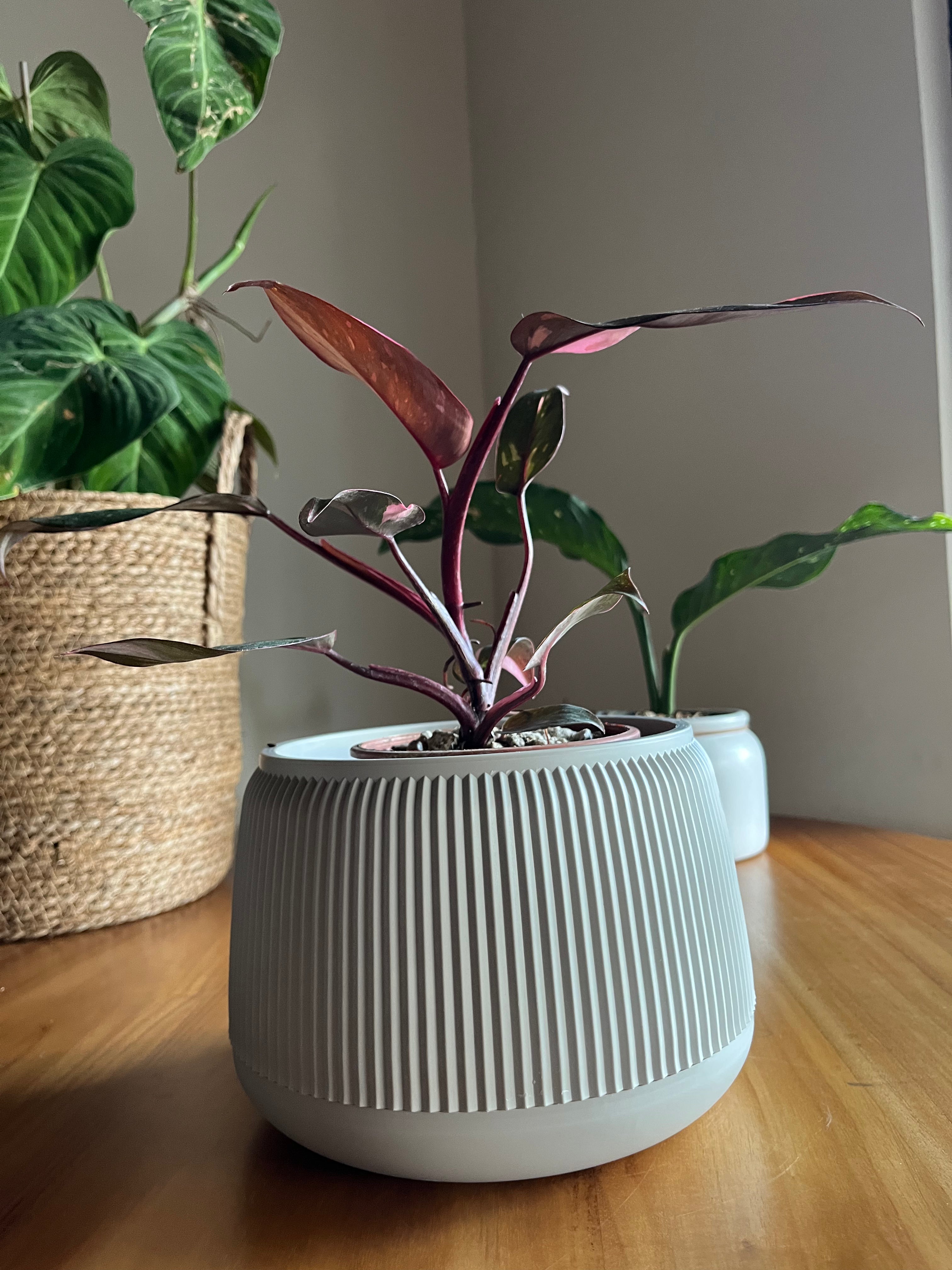 Philodendron Pink Princess