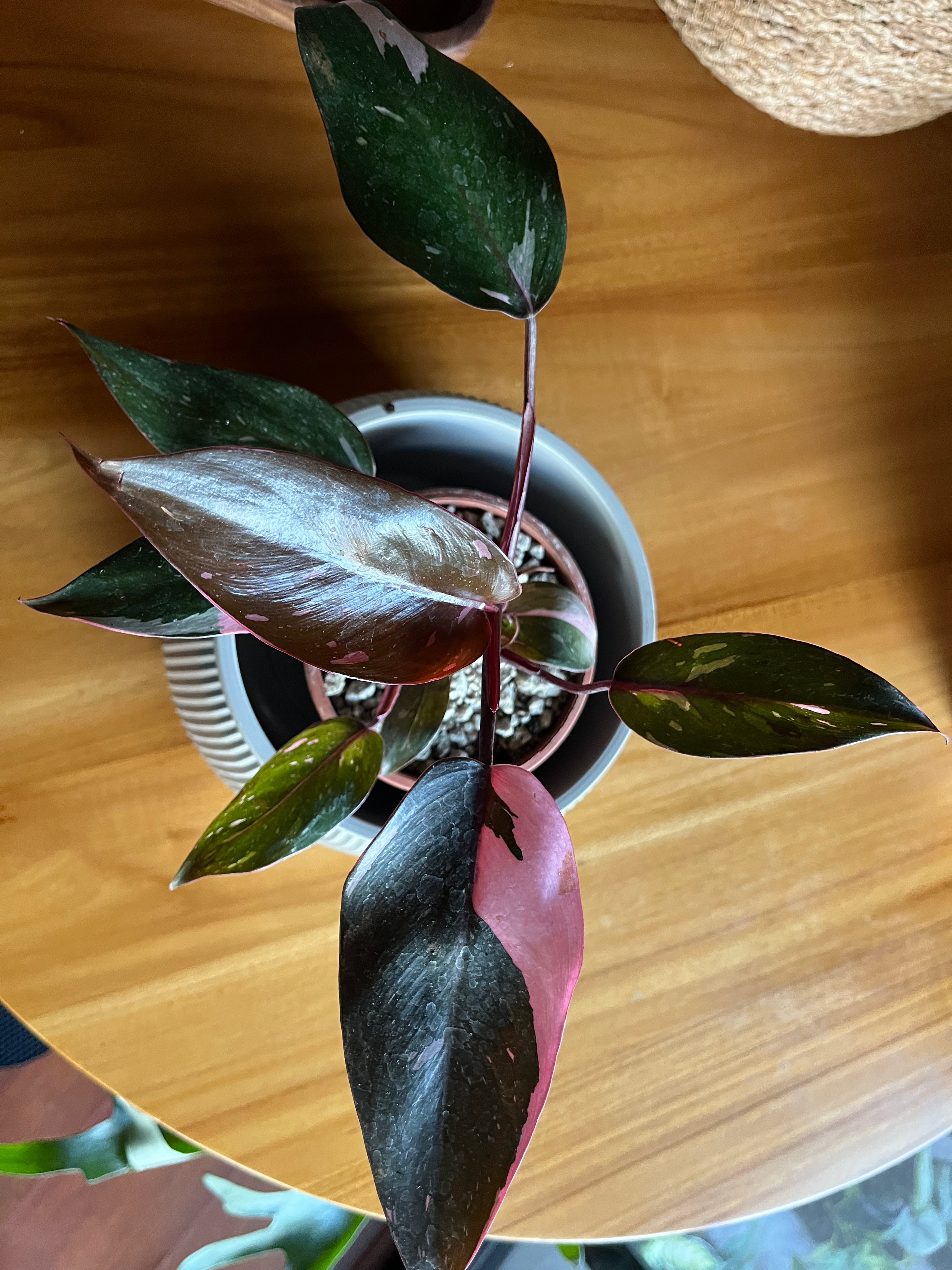 Philodendron Pink Princess